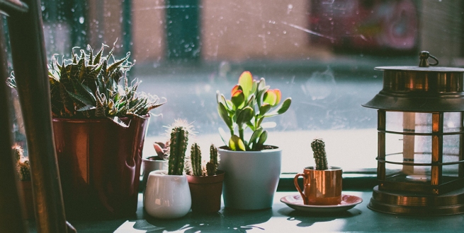 Cacti in front of a window